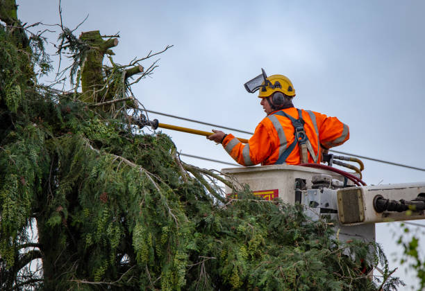 Seasonal Cleanup (Spring/Fall)