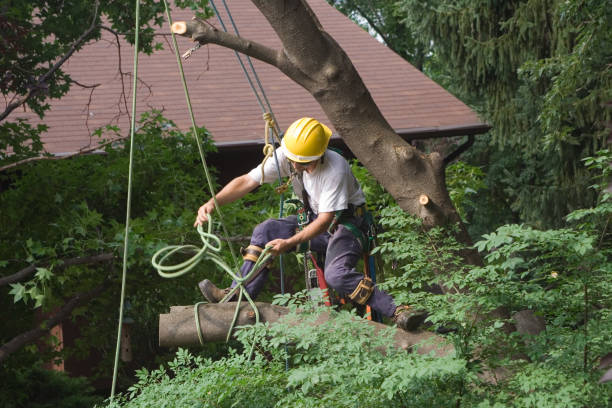 How Our Tree Care Process Works  in  Middlesex, NJ