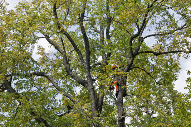 Professional Tree Removal Services in Middlesex, NJ